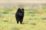 SCHIPPERKE 196